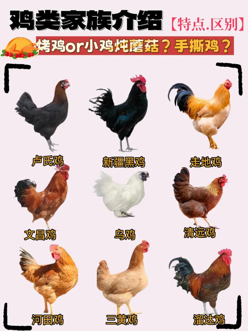常見(jiàn)雞類品種全解析 從品種特色到餐桌風(fēng)味的探索之旅